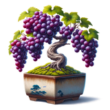 盆栽11