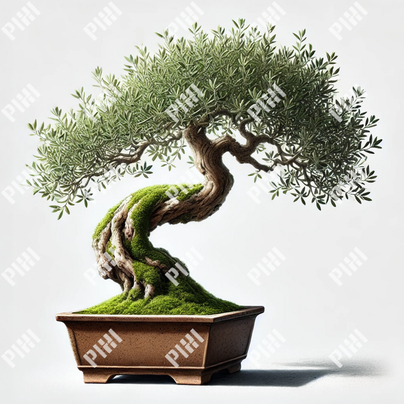 盆栽137